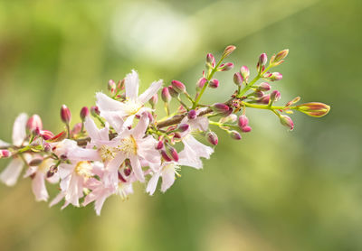 Close-up of pink cherry blossoms in spring