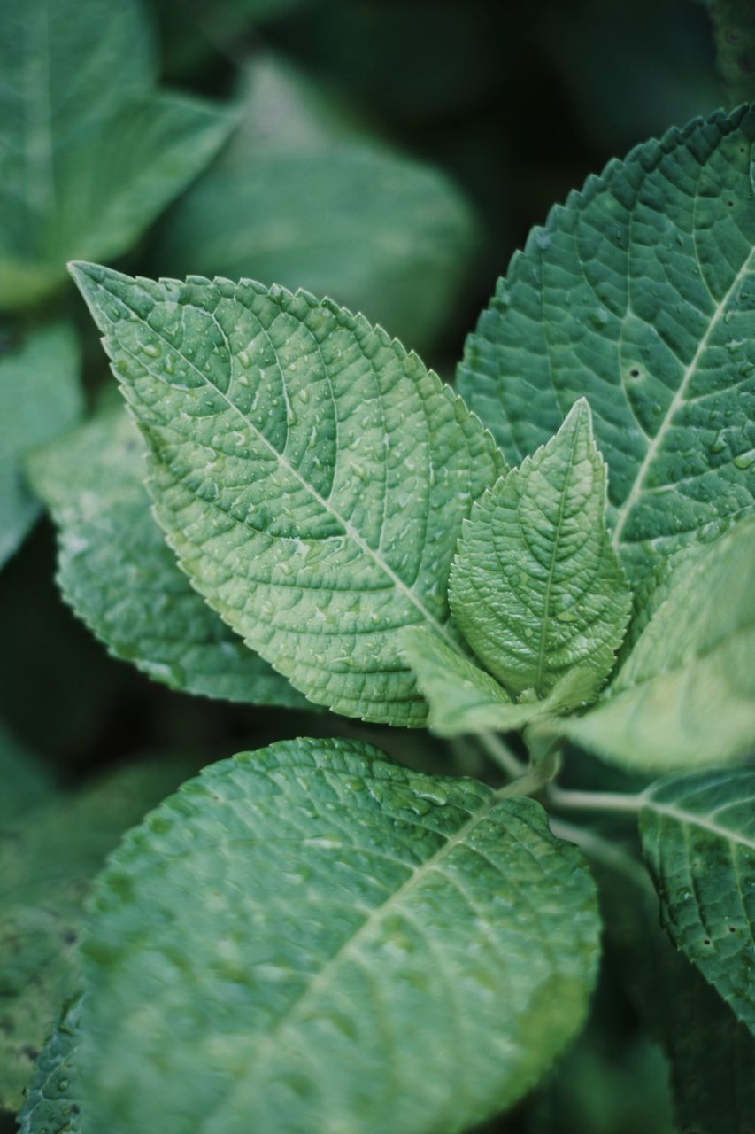 leaf, plant part, green color, growth, close-up, plant, beauty in nature, no people, nature, leaf vein, day, freshness, selective focus, leaves, outdoors, natural pattern, focus on foreground, tranquility, food, full frame, herb