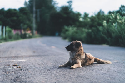 Dog sitting on road