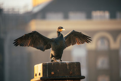 Close-up of eagle flying against blurred background