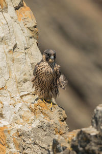 Bird perching on rock