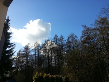 Low angle view of trees against blue sky