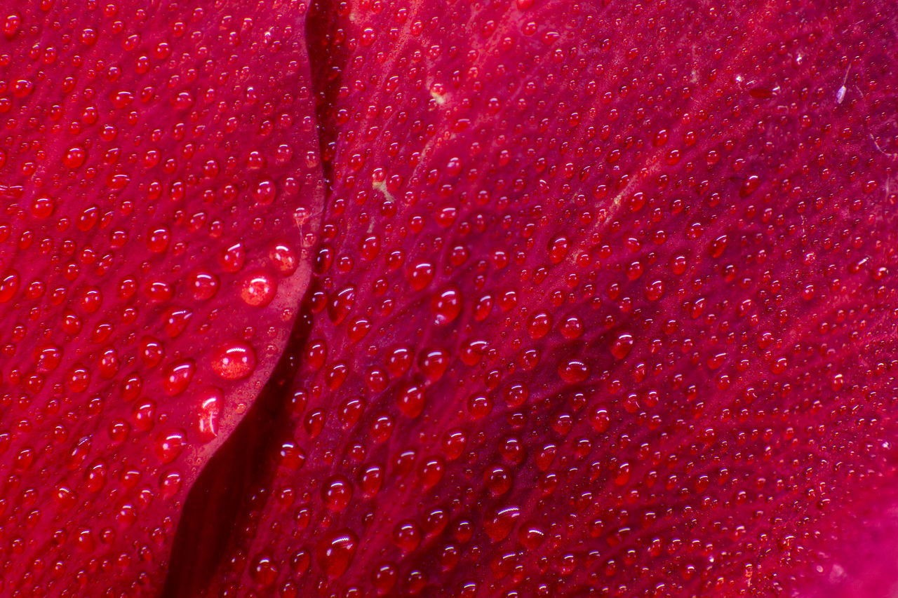 FULL FRAME SHOT OF WATER DROPS ON PINK PETALS