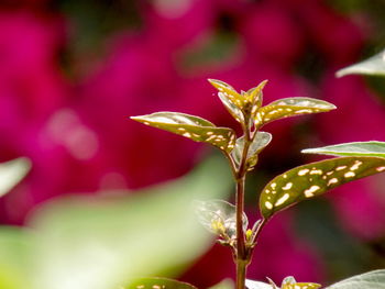 Close-up of pink flowering plant