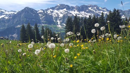 View of flowers growing in mountains