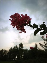 Low angle view of trees against cloudy sky