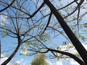 Low angle view of flowering tree against sky