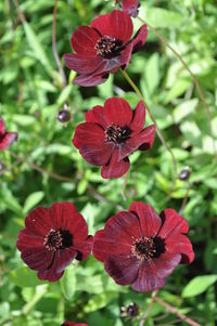 Close-up of red flowers blooming outdoors