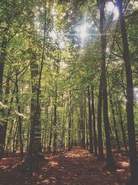 Sun shining through trees in forest