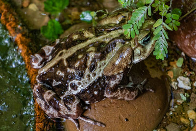 Close-up of frog