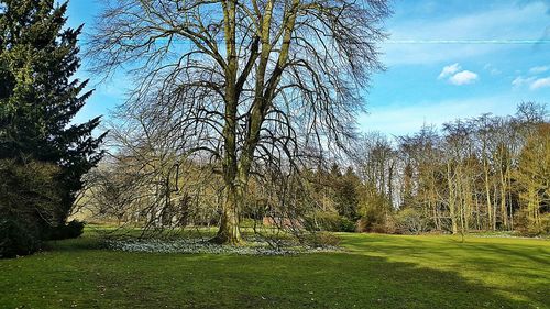 Trees on grassy field