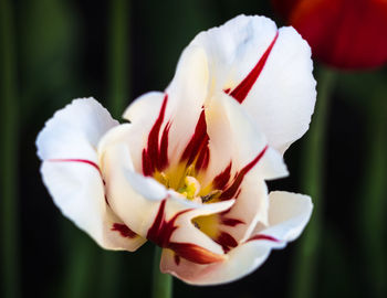 Close-up of white flower blooming outdoors