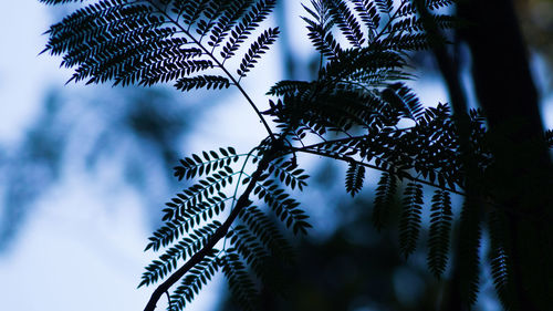 Low angle view of leaves on tree against sky
