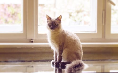 Portrait of siamese cat indoors