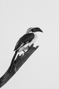Mono female von der decken hornbill perching