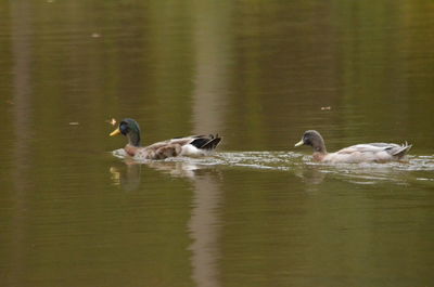 Ducks swimming in lake