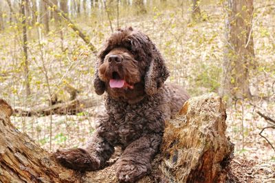 Portrait of dog sitting on tree trunk in forest