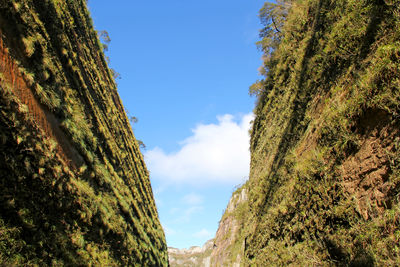 Low angle view of trees against sky