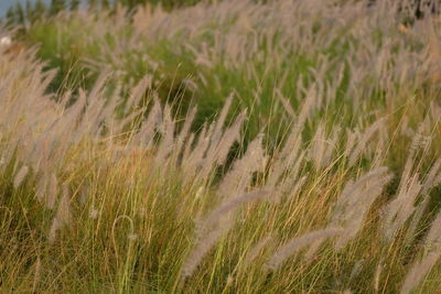 Close-up of stalks in field