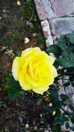 Close-up of yellow flower