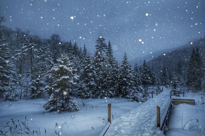 Snow covered pine trees during winter