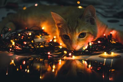 Portrait of cat by illuminated christmas lights at night