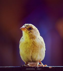 Close-up of bird perching outdoors