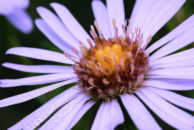 Close-up of fresh purple flower blooming outdoors