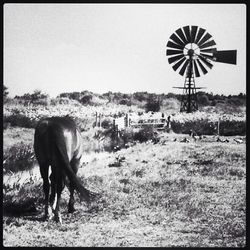 Rural grazing on field