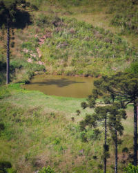 Scenic view of lake in forest