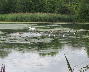 Swan swimming in lake