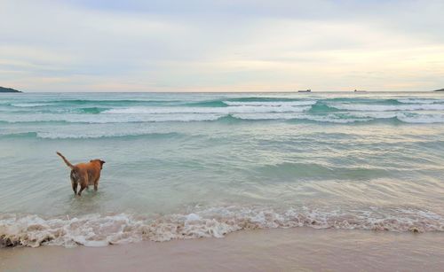 Dog on beach