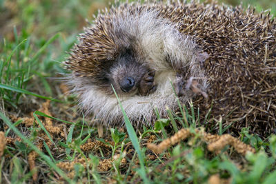 A hedgehog is sleeping in the garden at summer