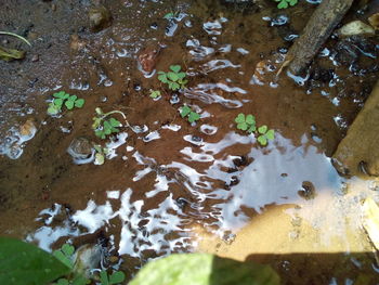 Close-up high angle view of water