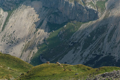 View of domestic cattle on landscape