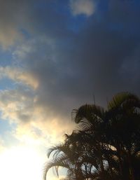 Low angle view of palm tree against sky