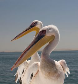 Close-up of pelican