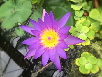 Close-up of pink water lily