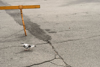 High angle view of bird on street