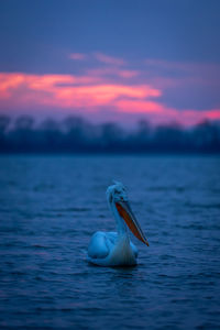 Pelican perching on lake