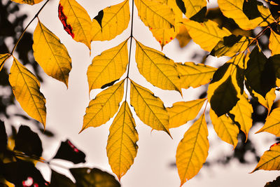Close-up of yellow maple leaves against blurred background