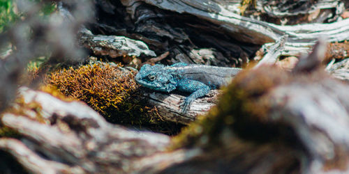 Close-up of lizard on tree trunk