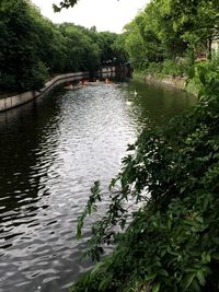 Reflection of trees in water