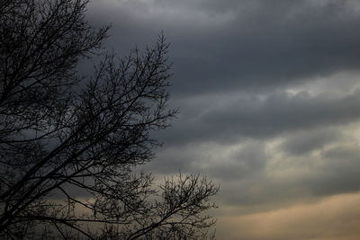 Low angle view of tree against cloudy sky