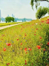 Scenic view of flowering field against sky