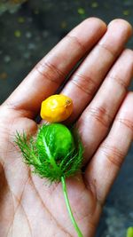 Close-up of hand holding small