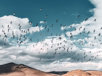 Low angle view of birds flying in sky