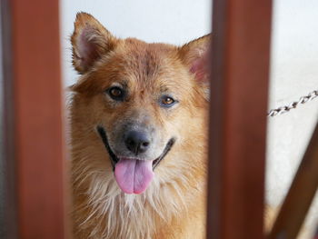 Close-up portrait of a dog