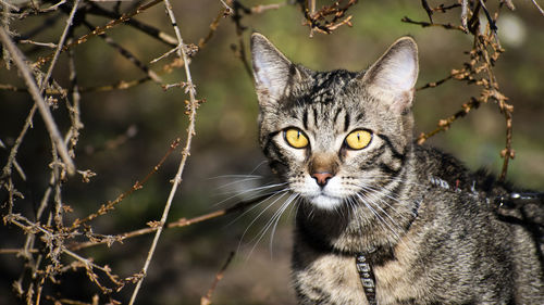 Homemade kitten outdoors.