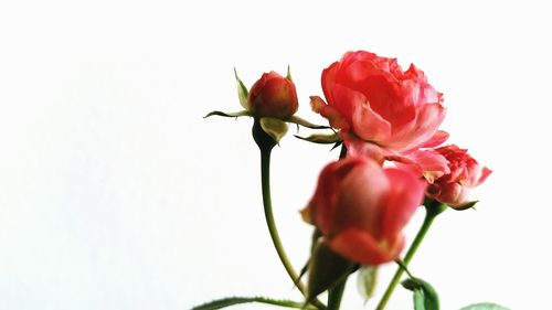 Close-up of red rose against white background